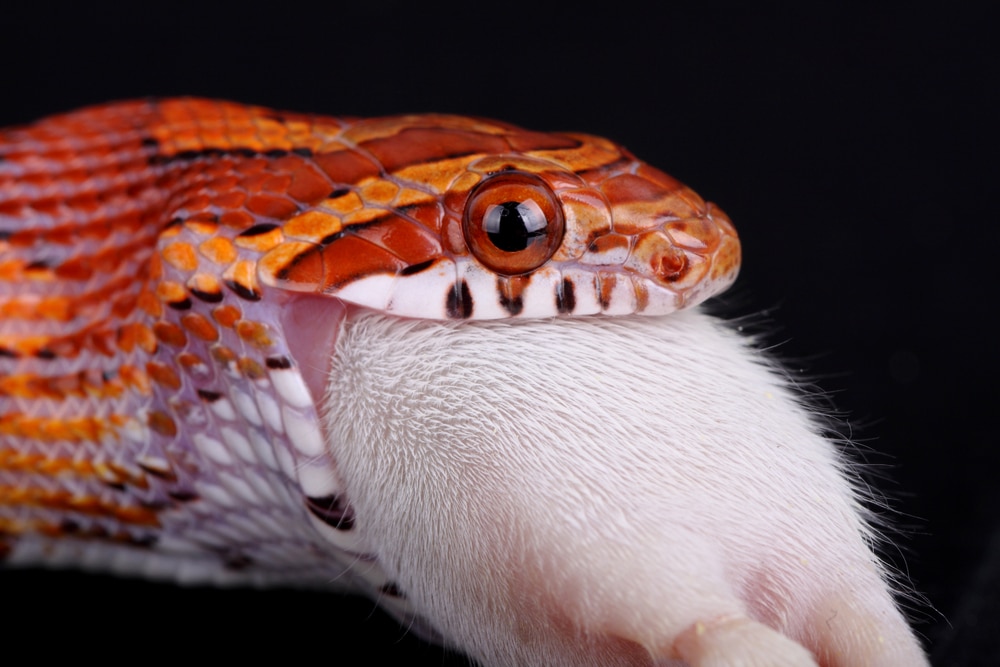 corn snake eating a mouse