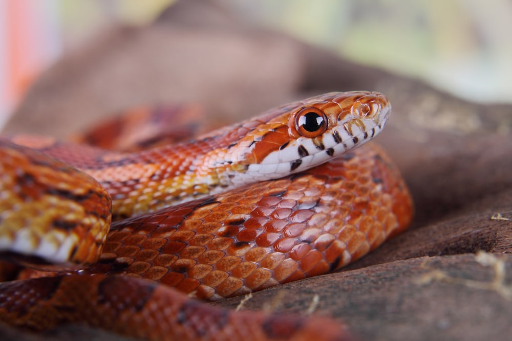 Corn snake (accessories and decorations)