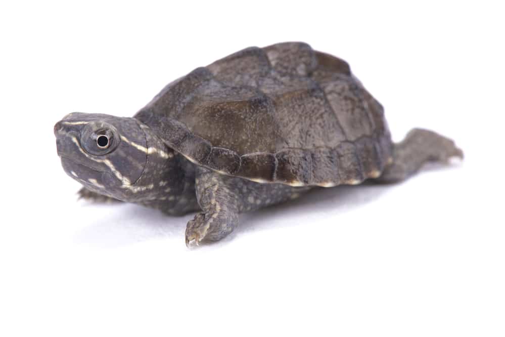 Musk turtle, Sternotherus odoratus