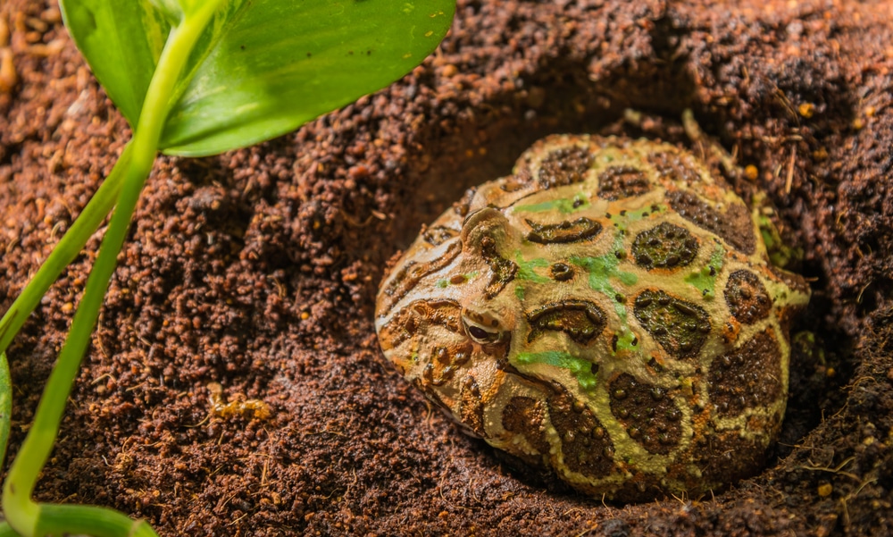 close up shot image of pacman frog in habitat day time.