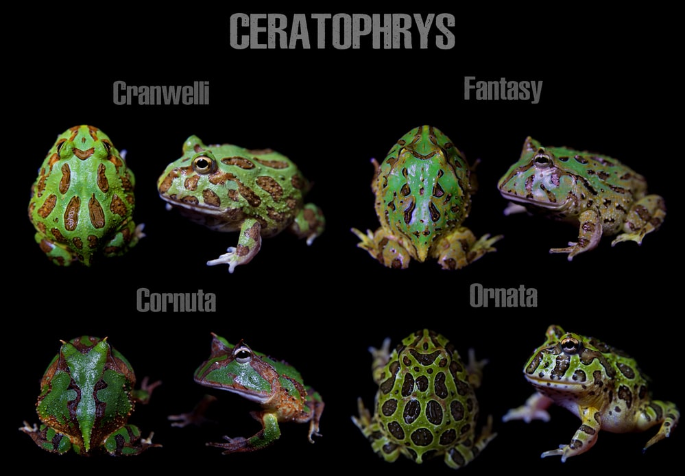 types of pacman frogs
