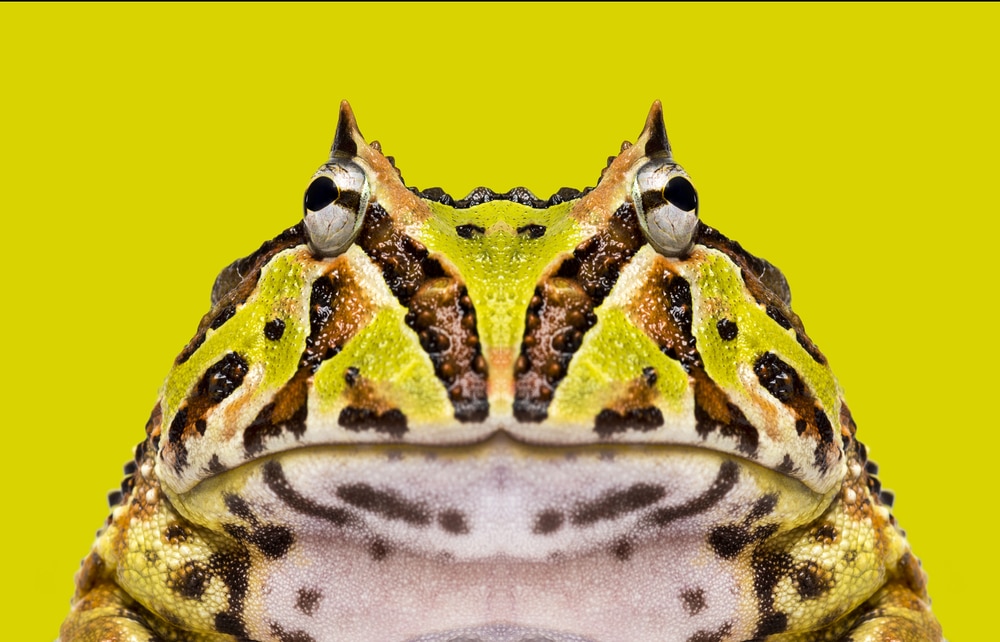 pacman frog