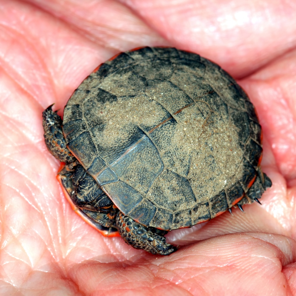 Baby Painted Turtle (Chrysemys picta)