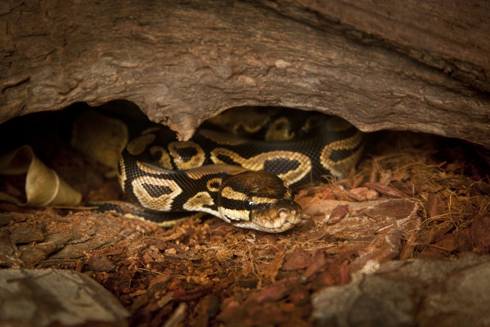 Snake bedding enclosure