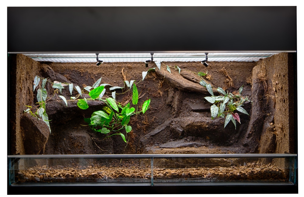 plants in snake tank