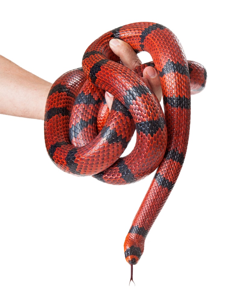 Man Holding A Red Milk Snake