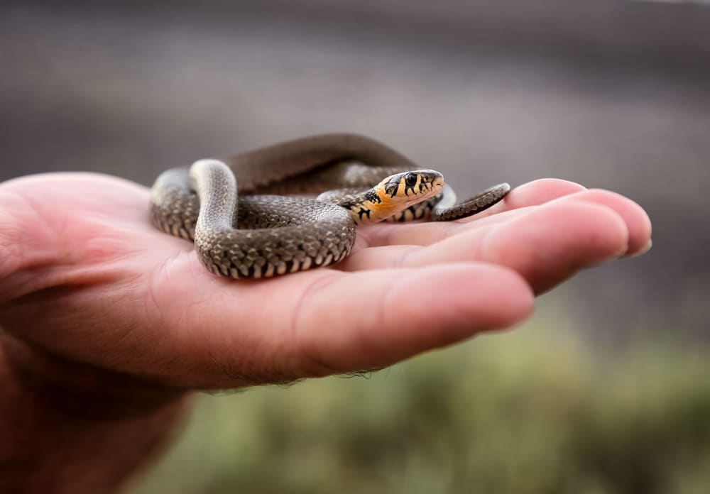 Small grass snake