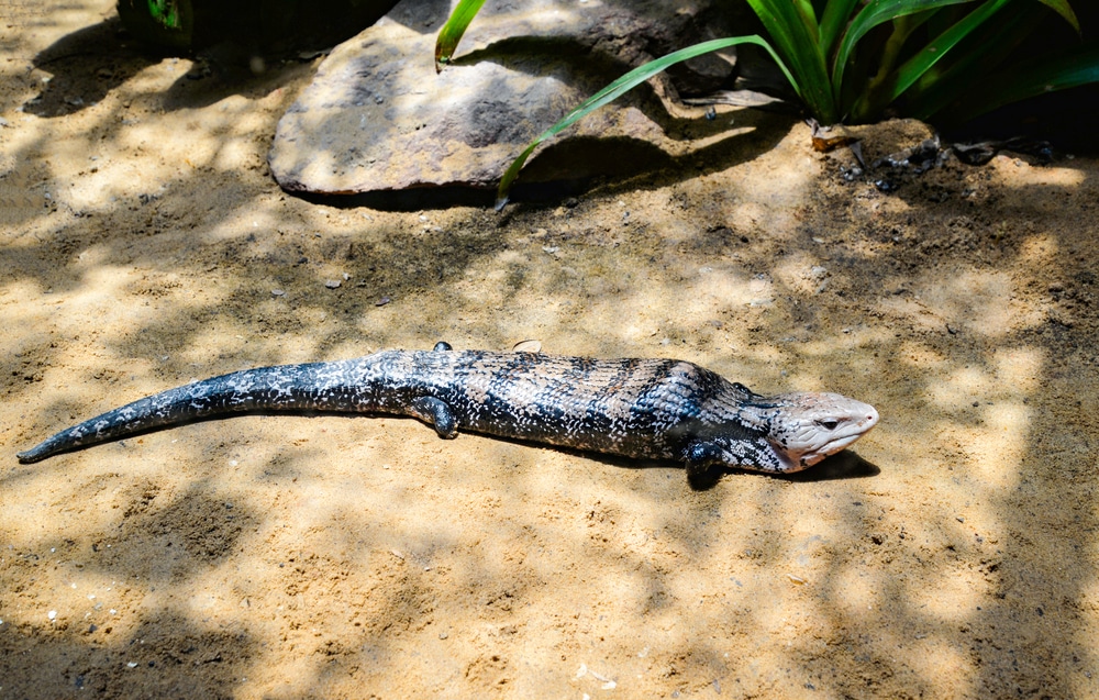 Blue tongued skink in nature