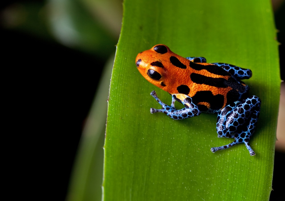 red striped poison dart frog