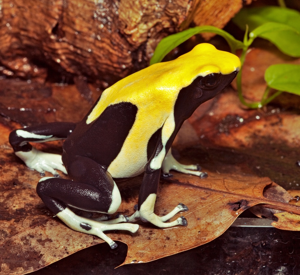 dart frog substrate