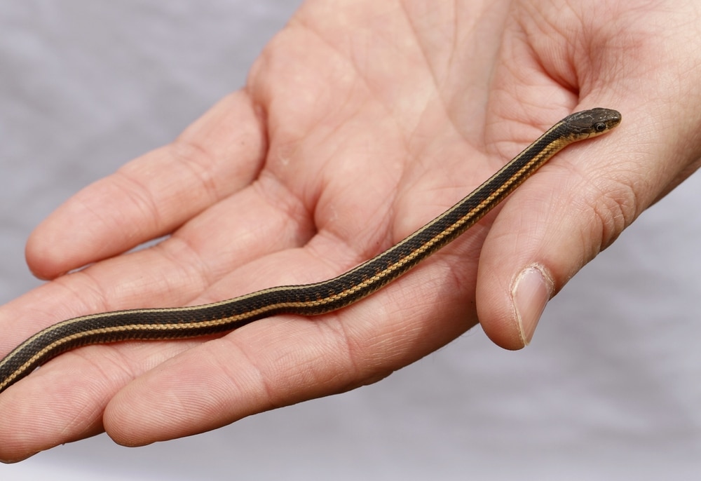 Are Garter Snakes Good Pets?