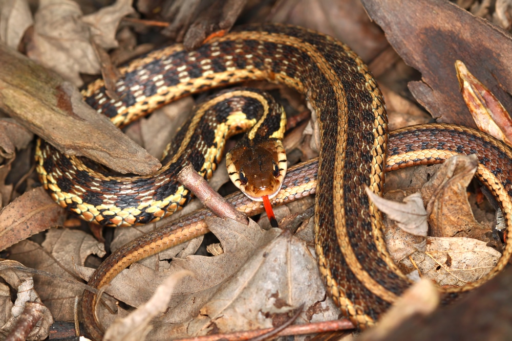 Snakes That Give Live Birth - Garter Snake