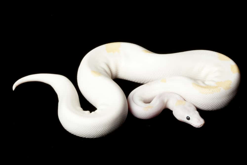 Black-eyed leucistic ball python (Python regius)