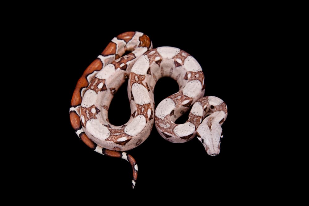 red tailed boa