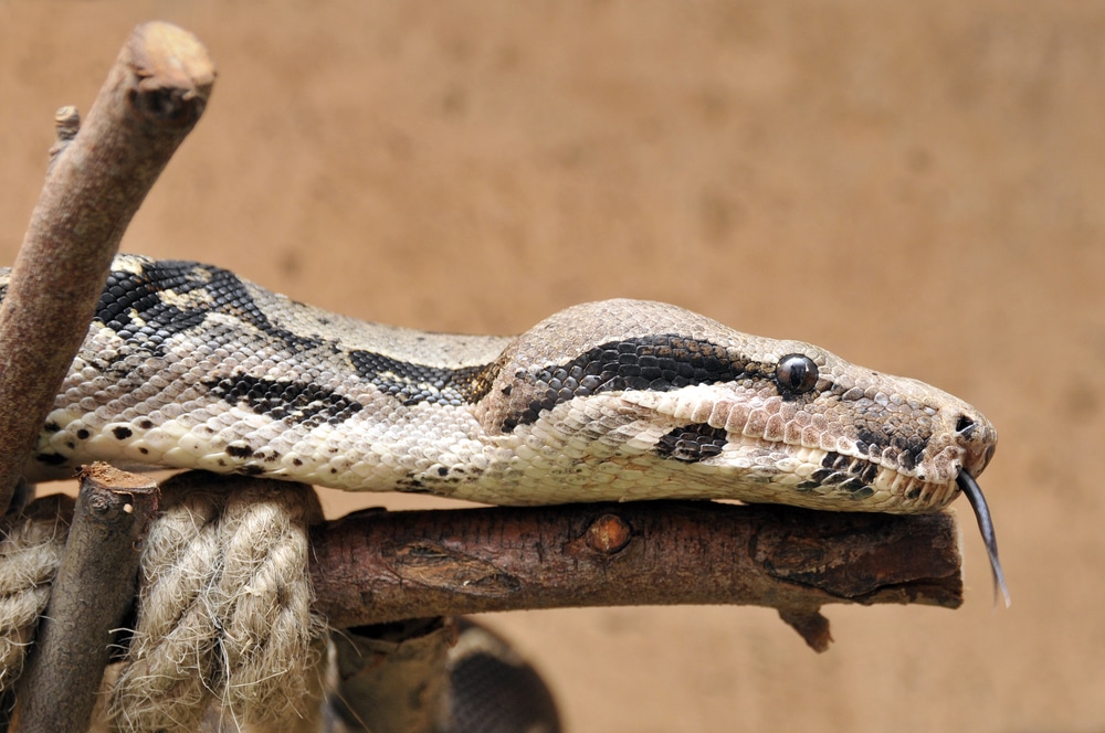 The Top 7 Boa Constrictor Species for Beginner Reptile Owners