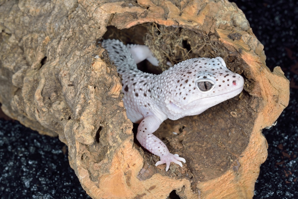 leopard gecko brumating