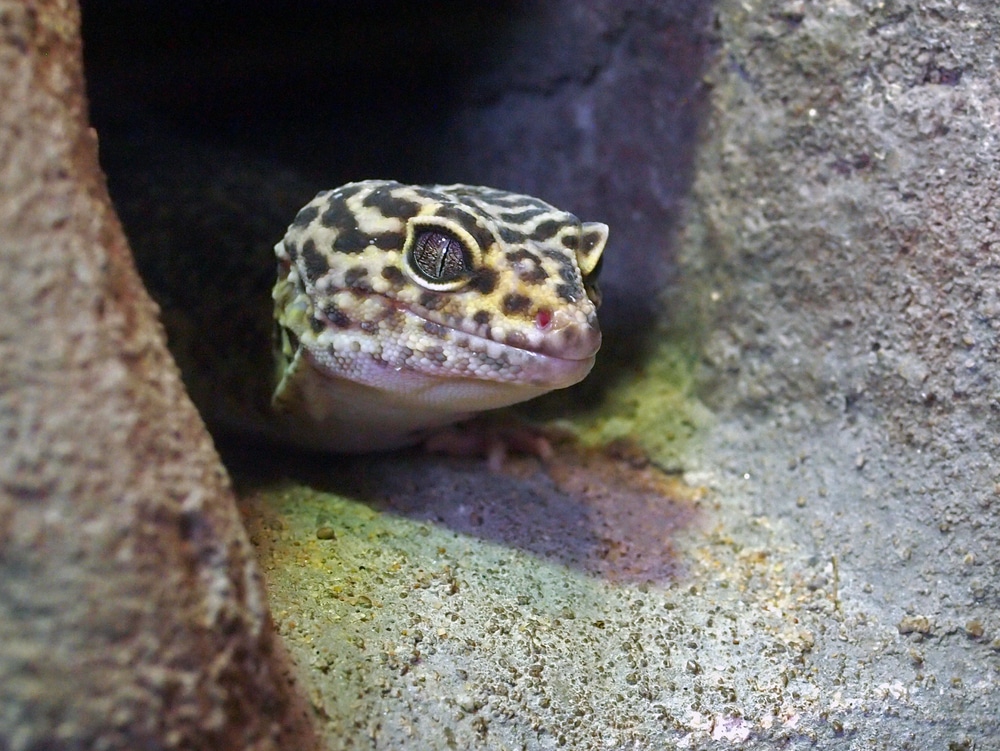 leopard gecko in hide