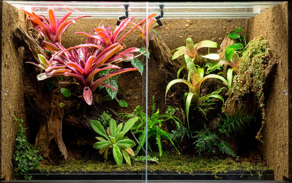 bioactive vivarium with plants
