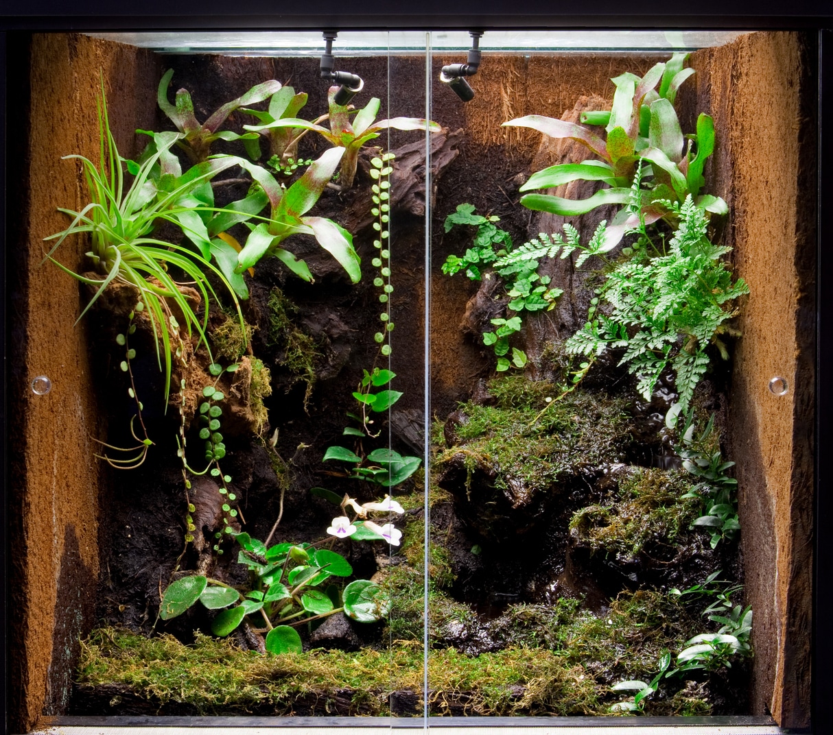 Udrydde Excel ring How to Set up a Bioactive Vivarium: The Ultimate Guide - Reptile Advisor
