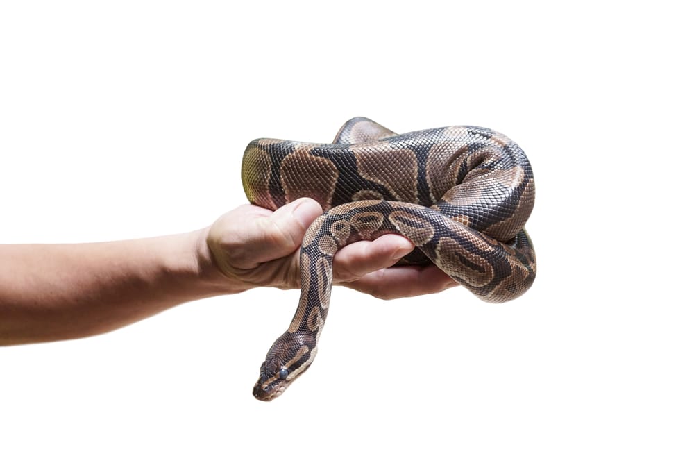 holding a python