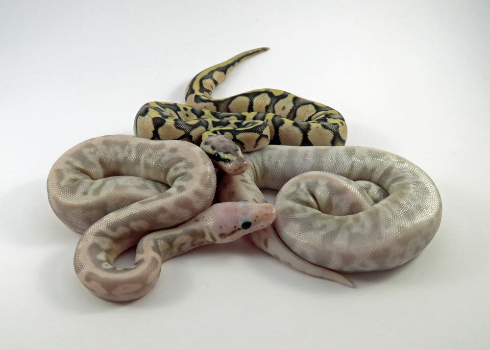 baby ball pythons on white background
