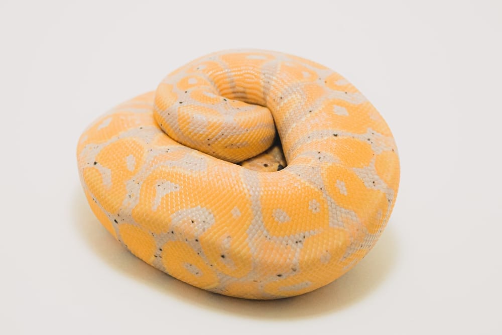 A closeup shot of a banana ball python