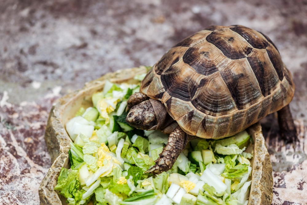Pet Tortoise - How to Set up a Tortoise Enclosure