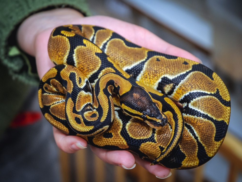 Royal python snake