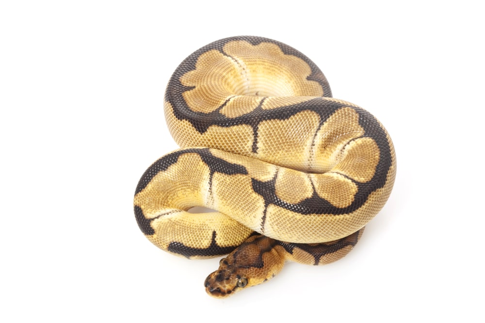 clown ball python (Python regius)