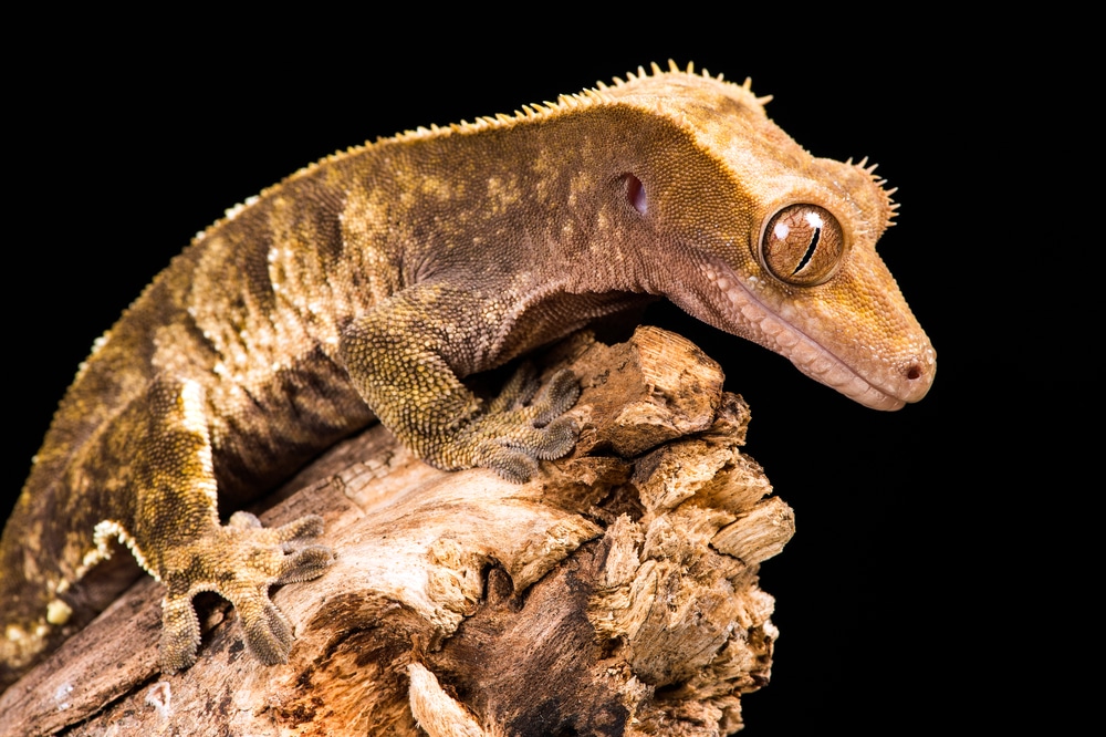 8 Types of Geckos to Keep as Pets (Ranked by Difficulty) - Reptile Advisor