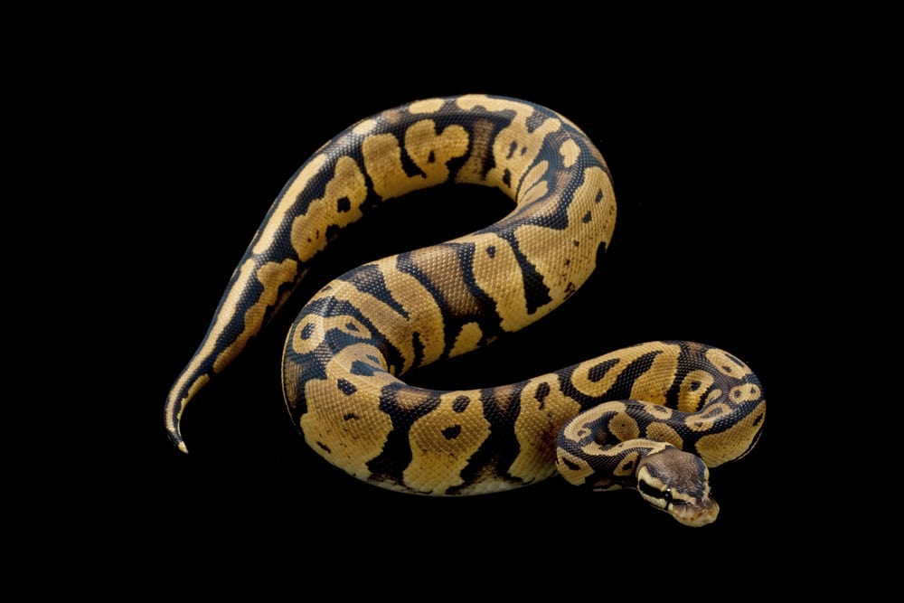 Pastel ball python