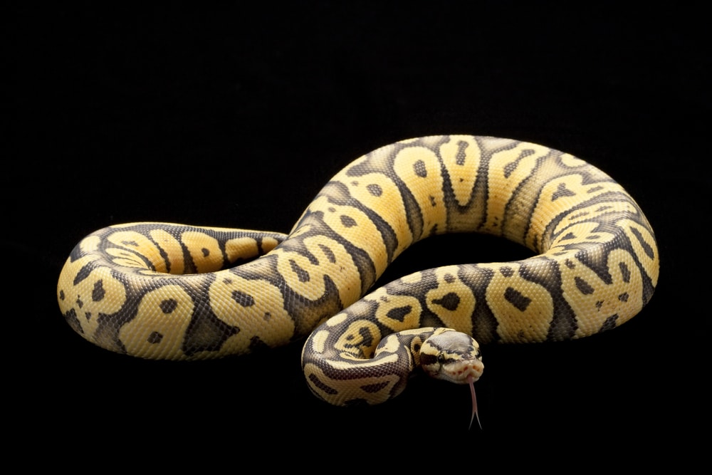 Super pastel ghost ball python