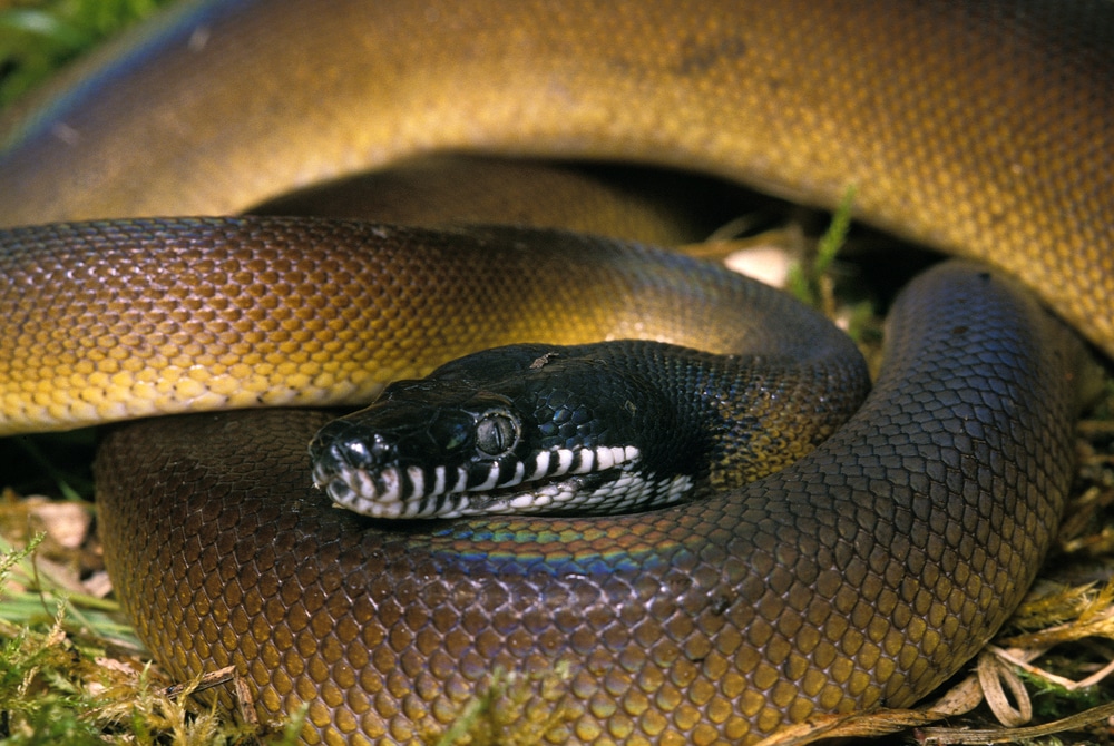 White Lipped Python, liasis albertisi