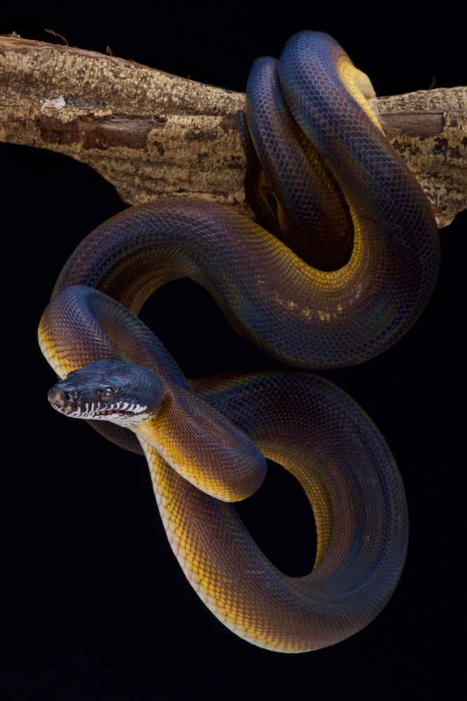 White lipped python (Bothrochilus albertissi)