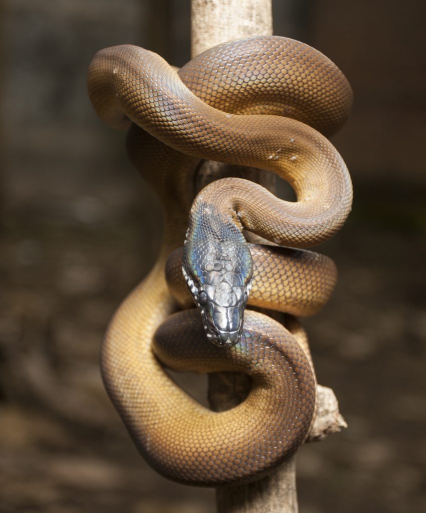 white lipped python in the wild