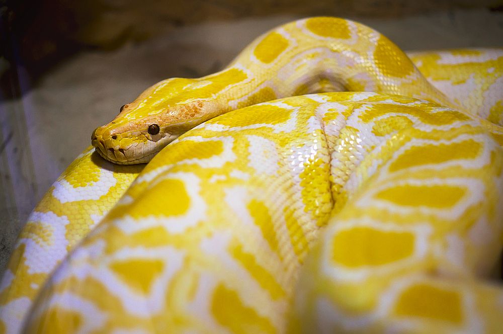 Albino Burmese Python (Python molurus bivittatus)