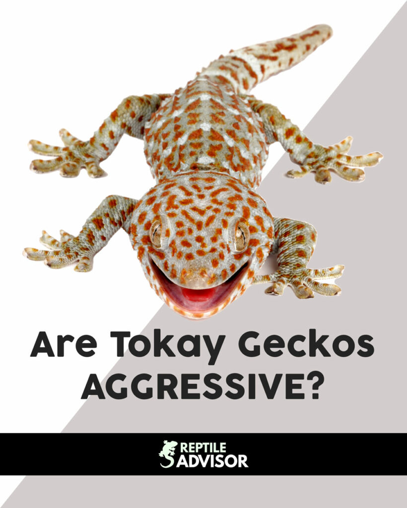 Are Tokay Geckos Aggressive?