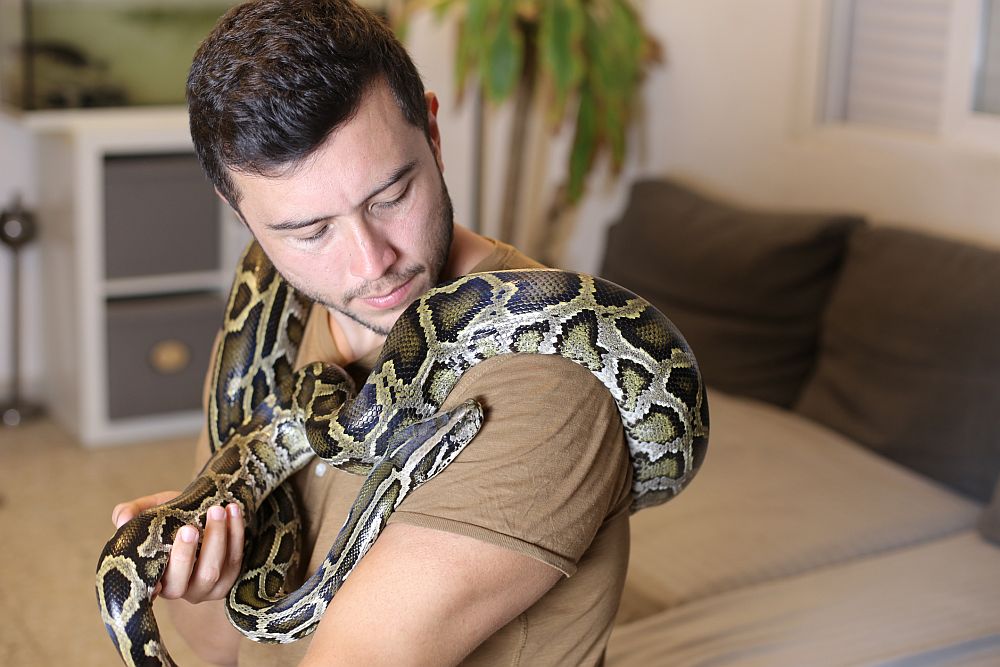 Can You Keep a Burmese Python as a Pet?
