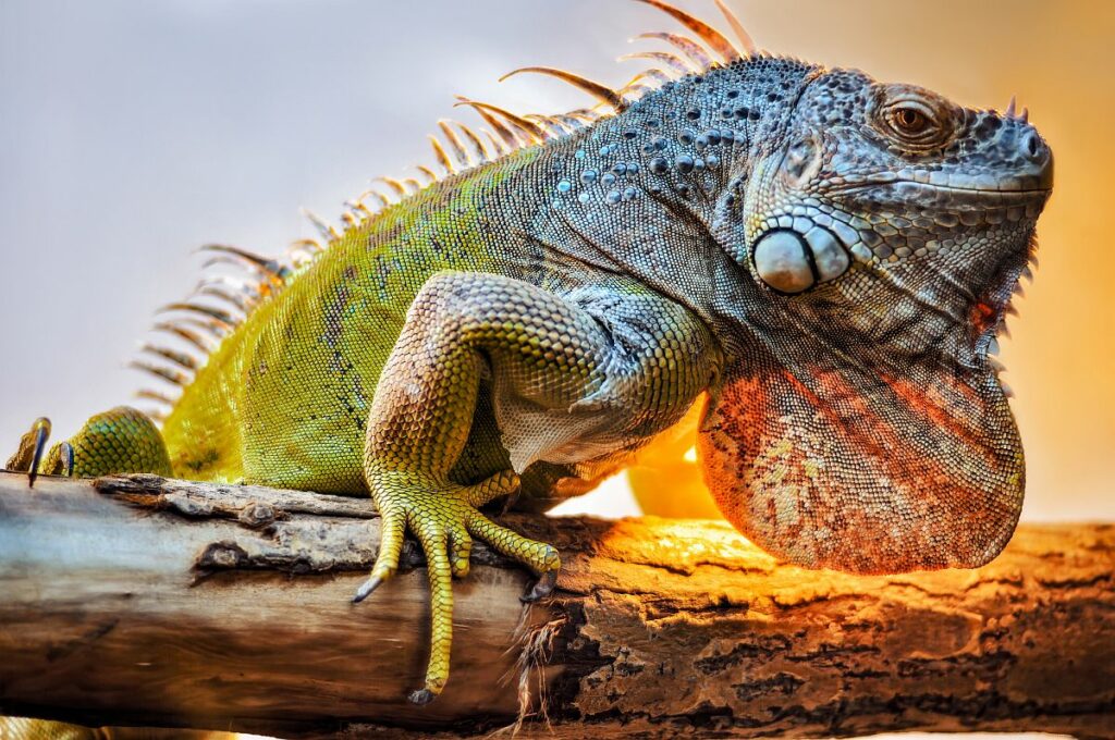 Greatest Lizard Names and Their Stories