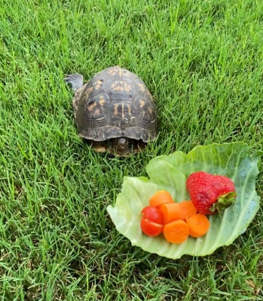 What do box turtles eat as pets