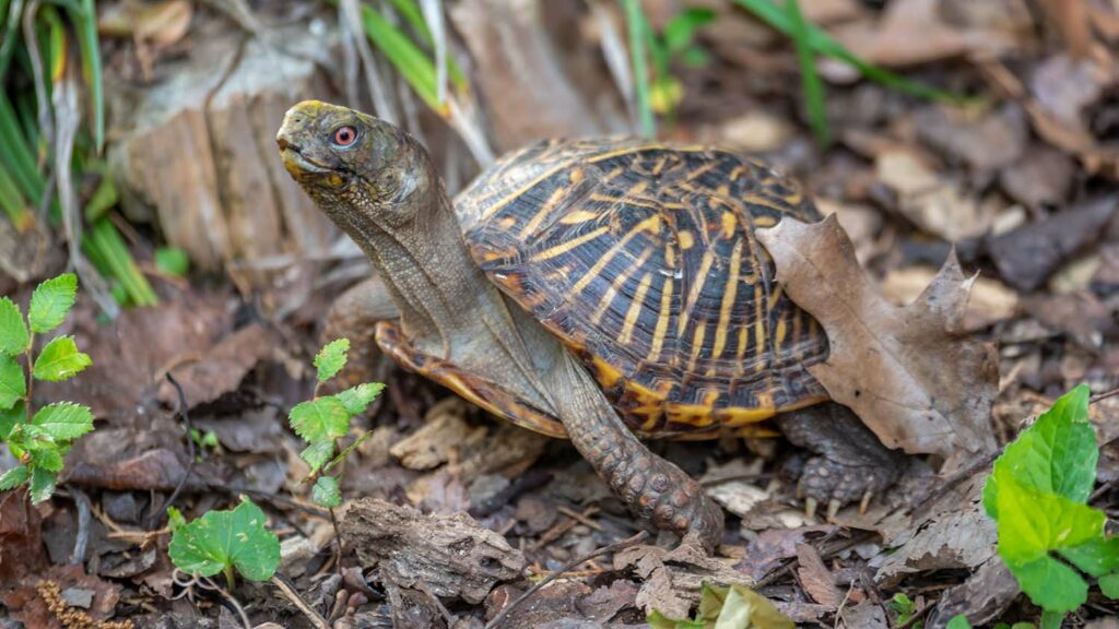 What do box turtles eat in the wild