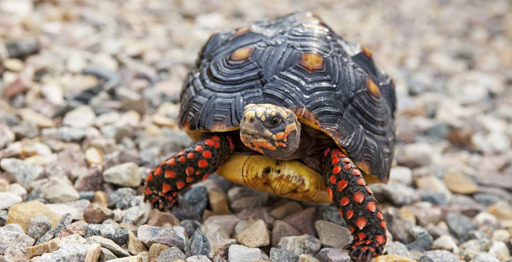 Chelonoidis carbonarius (Red footed tortoise)