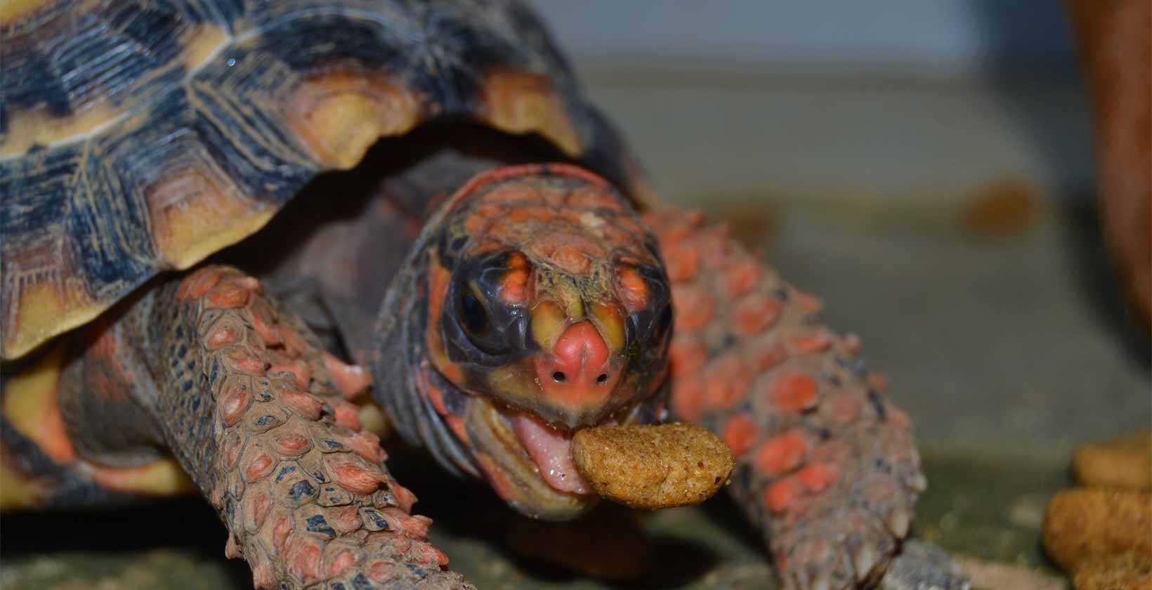 What does a red footed tortoise eat