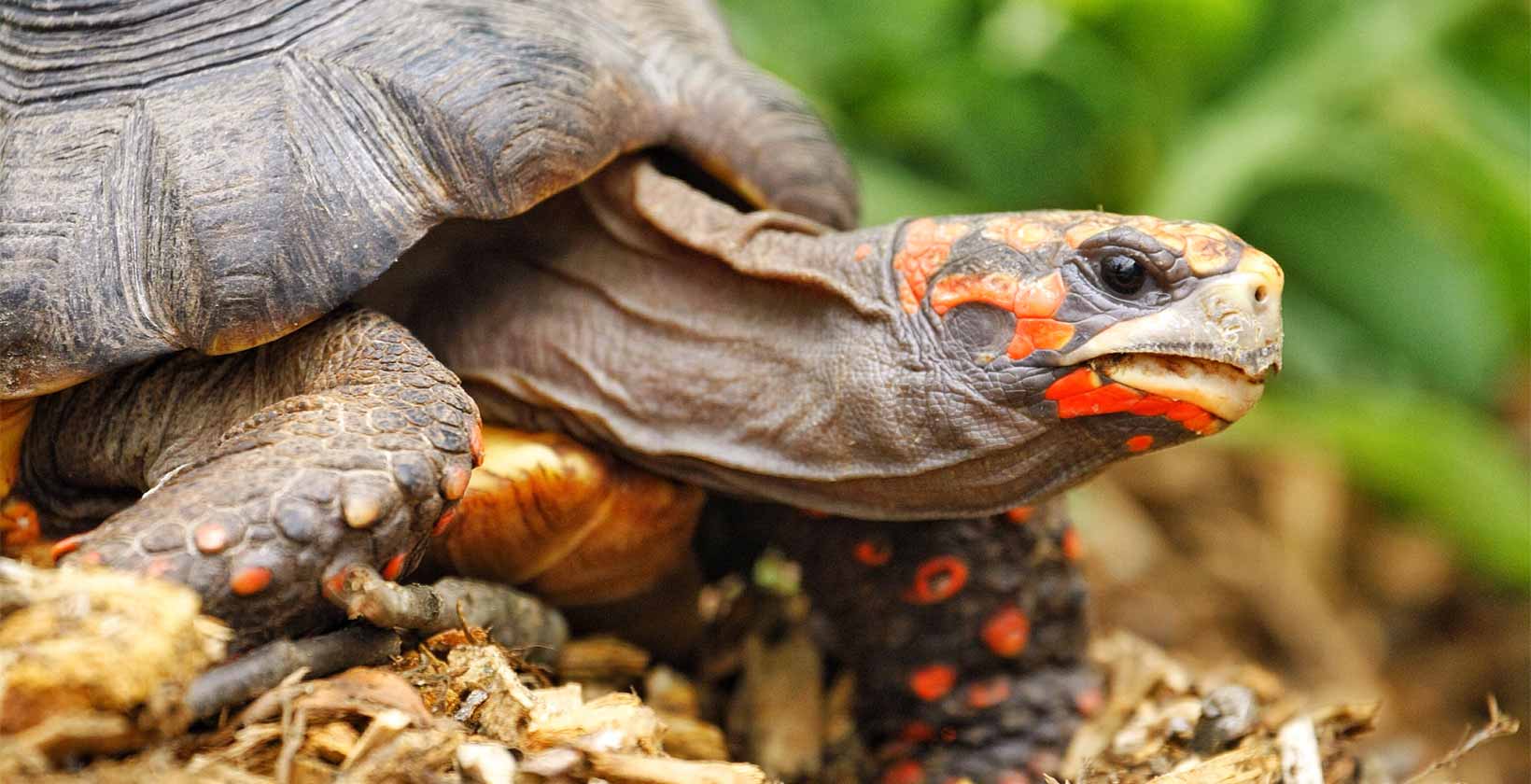 Red Footed Tortoise: How to Care for Them